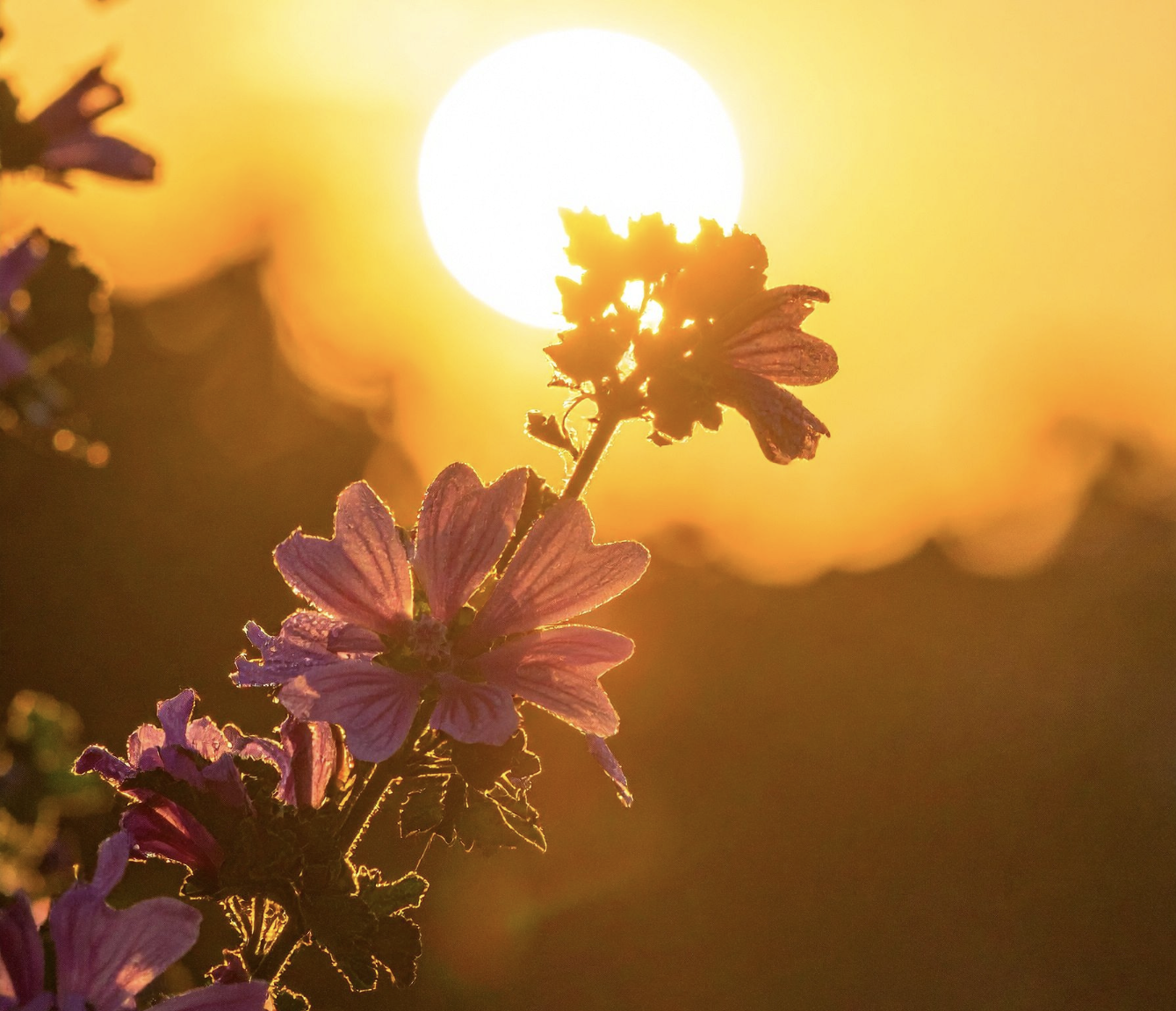 Purple wildflowers softly backlit by a warm golden sunrise